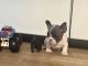 French Bulldog Puppies for sale in Winter Springs, FL, USA. price: $1,500