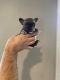 French Bulldog Puppies for sale in North Canton, OH, USA. price: $2,500