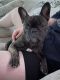 French Bulldog Puppies for sale in Cincinnati, OH, USA. price: $250,000