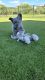 French Bulldog Puppies for sale in Lake Ozark, MO, USA. price: $5,000