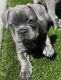 French Bulldog Puppies for sale in Polk County, FL, USA. price: NA