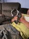 French Bulldog Puppies for sale in West Decatur, PA 16878, USA. price: $2,200