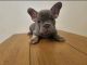 French Bulldog Puppies for sale in Costa Mesa, CA, USA. price: $4,000