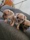 French Bulldog Puppies for sale in Sylmar, Los Angeles, CA, USA. price: $700