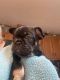 French Bulldog Puppies for sale in Hibbing, MN, USA. price: $2,500