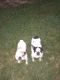 French Bulldog Puppies for sale in Swanton, OH 43558, USA. price: $250,000