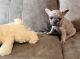 French Bulldog Puppies for sale in Bardstown, KY 40004, USA. price: $2,500