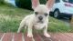 French Bulldog Puppies for sale in Matawan, NJ 07747, USA. price: $2,500