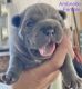 French Bulldog Puppies for sale in Lyman, WY 82937, USA. price: $3,000