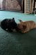 French Bulldog Puppies for sale in 17009 23rd Ave SE, Bothell, WA 98012, USA. price: $3,000
