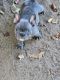 French Bulldog Puppies for sale in Clovis, CA, USA. price: $2,500