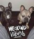 French Bulldog Puppies for sale in Spring, TX 77386, USA. price: $2,000