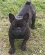French Bulldog Puppies for sale in League City, TX, USA. price: $1,000