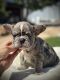 French Bulldog Puppies for sale in Hesperia, CA 92345, USA. price: $3,000