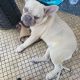French Bulldog Puppies for sale in 6400 Dix St, Los Angeles, CA 90068, USA. price: $4,500