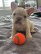 French Bulldog Puppies for sale in Visalia, CA 93292, USA. price: $3,000