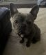 French Bulldog Puppies for sale in Bentonville, AR, USA. price: $2,000