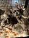 French Bulldog Puppies for sale in San Jose, CA 95125, USA. price: $2,500