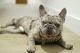 French Bulldog Puppies for sale in San Diego, CA, USA. price: $3,500