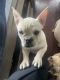 French Bulldog Puppies for sale in Seaside, CA, USA. price: NA