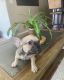 French Bulldog Puppies for sale in Sanford, FL 32771, USA. price: $1,800