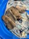 French Bulldog Puppies for sale in Renton, WA, USA. price: $2,500