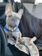 French Bulldog Puppies for sale in FL-570, Auburndale, FL, USA. price: $1,800