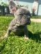 French Bulldog Puppies for sale in Brentwood, Los Angeles, CA 90049, USA. price: $5,500