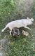 French Bulldog Puppies for sale in Iowa City, IA, USA. price: $2,500