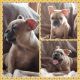 French Bulldog Puppies for sale in Byron, GA 31008, USA. price: $2,000