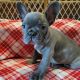 French Bulldog Puppies for sale in Windham, NH 03087, USA. price: $3,000