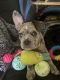French Bulldog Puppies for sale in West Bloomfield Township, MI, USA. price: $4,000