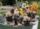 French Bulldog Puppies for sale in Lansing, MI, USA. price: $2,000