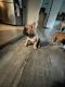 French Bulldog Puppies for sale in San Bernardino, CA, USA. price: $2,000