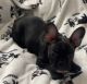 French Bulldog Puppies for sale in Fresno, CA, USA. price: $1,700