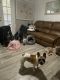 French Bulldog Puppies for sale in FL-570, Auburndale, FL, USA. price: $800