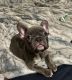 French Bulldog Puppies for sale in Elizabeth, NJ 07206, USA. price: $2,500