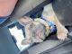 French Bulldog Puppies for sale in FL-570, Auburndale, FL, USA. price: $1,500