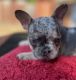 French Bulldog Puppies for sale in Copperas Cove, TX, USA. price: $1,700