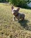 French Bulldog Puppies for sale in Glen Rose, TX, USA. price: $4,000