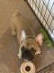 French Bulldog Puppies for sale in Milledgeville, GA, USA. price: $2,500