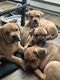 French Bulldog Puppies for sale in Woburn, MA 01801, USA. price: $1,000