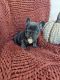 French Bulldog Puppies for sale in Alexandria, KY 41001, USA. price: $5,000