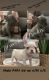French Bulldog Puppies for sale in League City, TX 77573, USA. price: $5,500