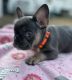 French Bulldog Puppies for sale in Copperas Cove, TX, USA. price: $1,400