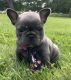 French Bulldog Puppies for sale in Circleville, NY 10919, USA. price: $2,000