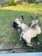 French Bulldog Puppies for sale in Port Arthur, TX 77642, USA. price: $3,000