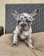 French Bulldog Puppies for sale in Costa Mesa, CA, USA. price: $2,000