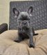French Bulldog Puppies for sale in Costa Mesa, CA, USA. price: $1,500