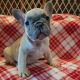 French Bulldog Puppies for sale in Windham, NH 03087, USA. price: $2,800